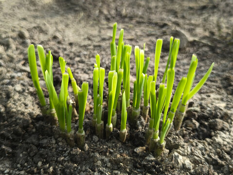 鲜嫩一茬韭菜