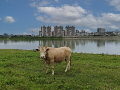 城市与牛