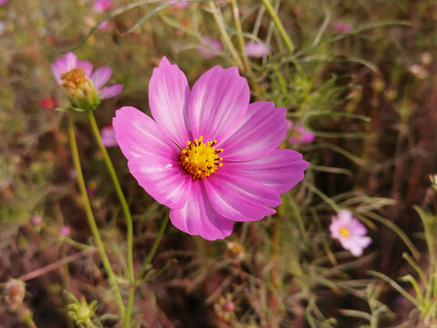 格桑花