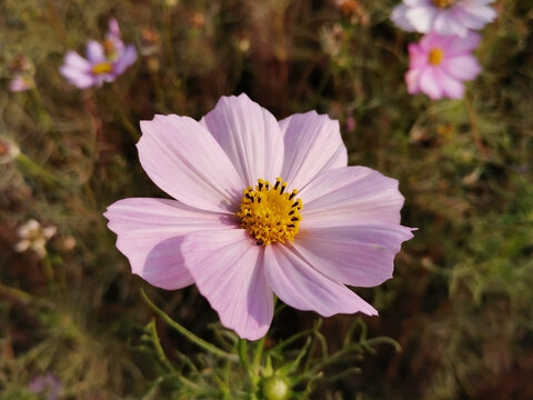 格桑花