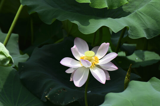 荷花