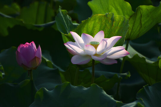 荷花
