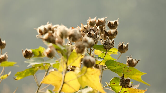 冬天深圳莲花山公园的木芙蓉