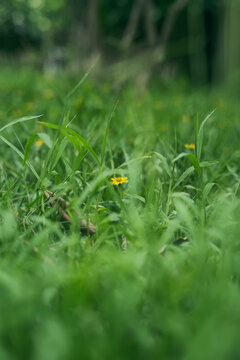 公园里的蟛蜞菊