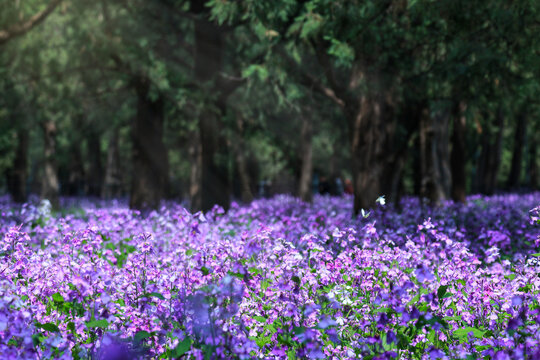 天坛公园紫色花