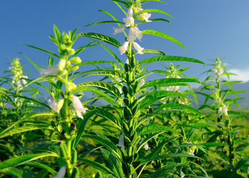 芝麻