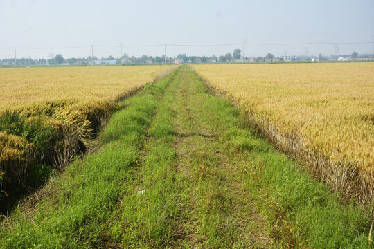 田间小路