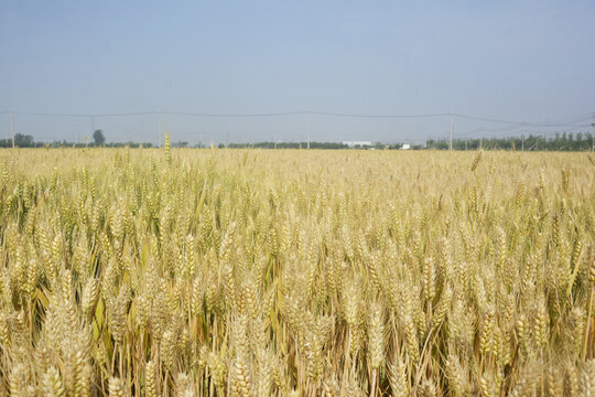 麦子背景