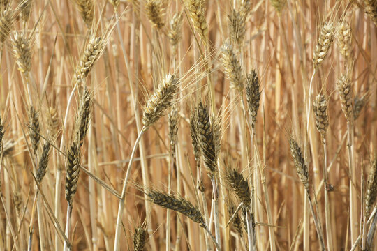 雨后发霉的小麦