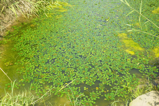 菱角植株