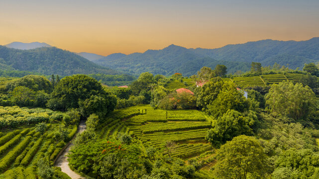 广东梅州雁南飞景区茶园航拍