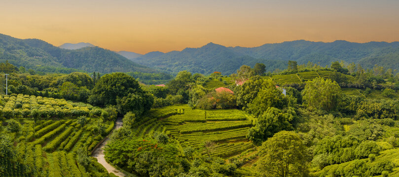 广东梅州雁南飞景区茶园航拍