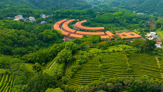 广东梅州雁南飞景区茶园航拍