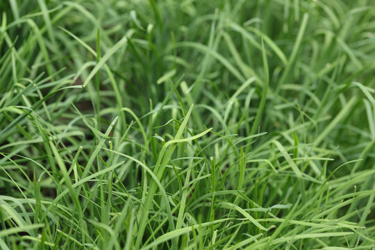 韭菜植物