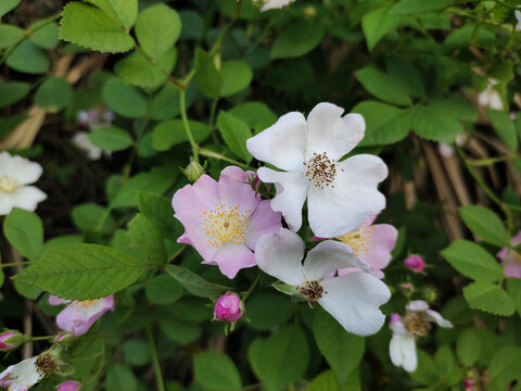 野花刺花