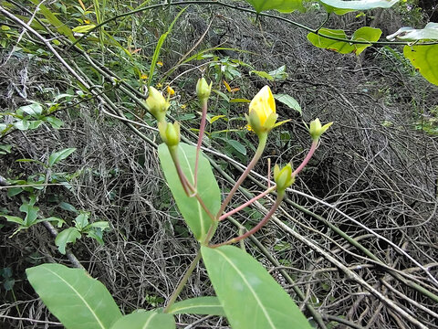 花苞