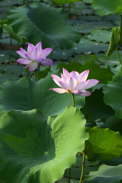 荷花