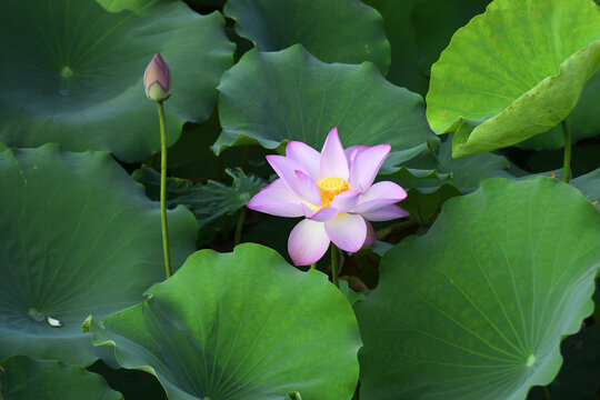 荷花