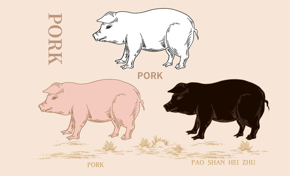 猪插画