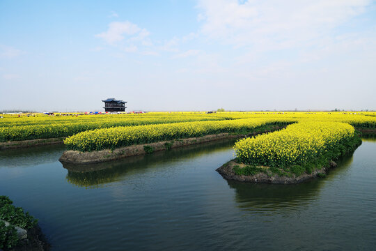 浙江兴化千垛垛田油菜花