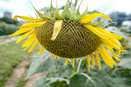 向日葵花