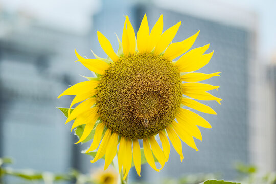 向日葵花