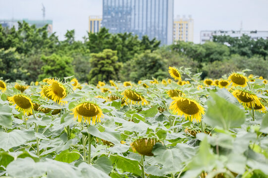 深圳光明区向日葵