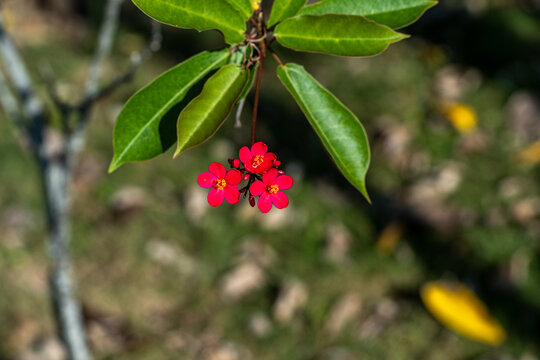 植物上生长的琴叶珊瑚红花特写