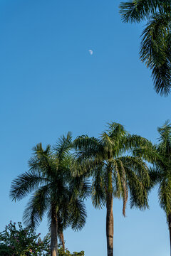 蓝天下棕榈树的俯视图