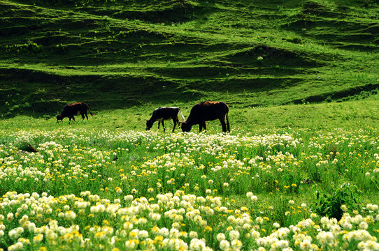 夏天草原吃草的牛