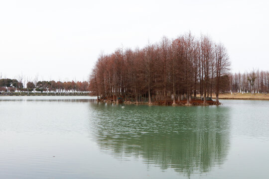 水杉湖面