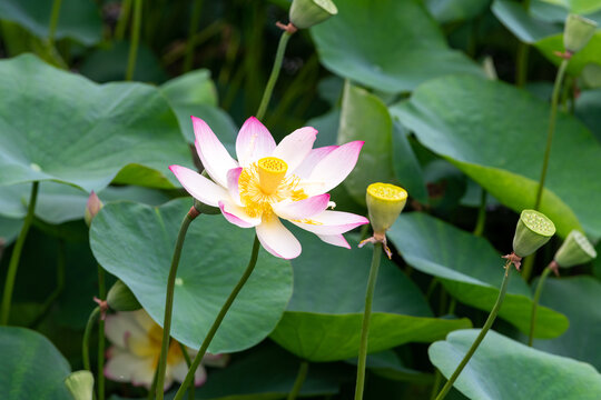 夏日荷花莲子