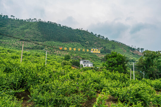 李子种植山头