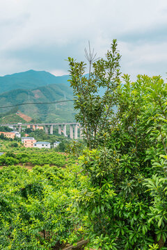 杨梅树李子树