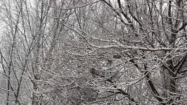 树枝上的积雪雪松落雪