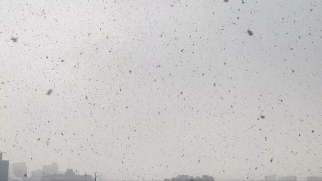 雪花飘落鹅毛大雪落雪下雪冬天