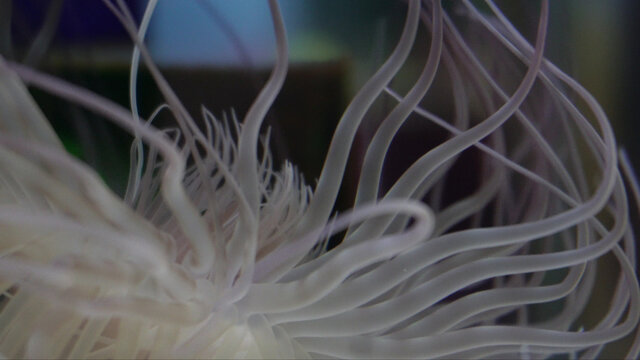长长的触手海葵珊瑚海洋生物
