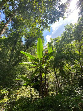 热带雨林芭蕉