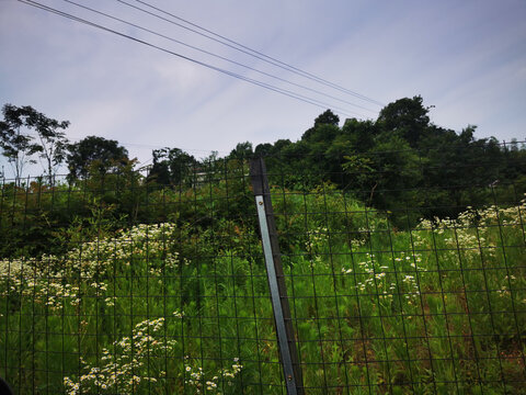 乡间田野