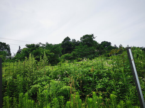 乡村田野