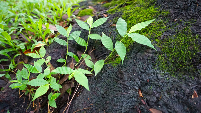 青草