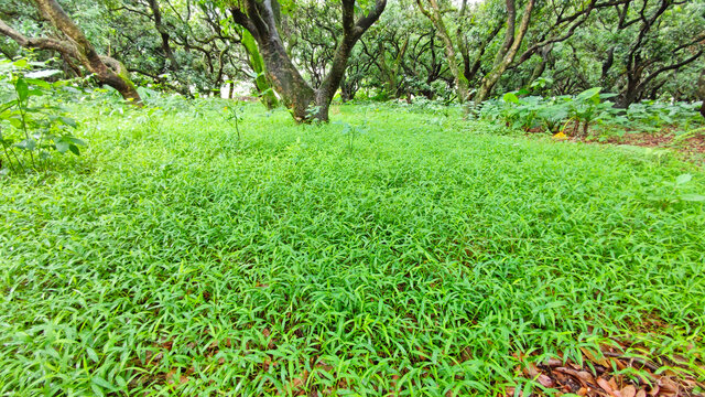 野草