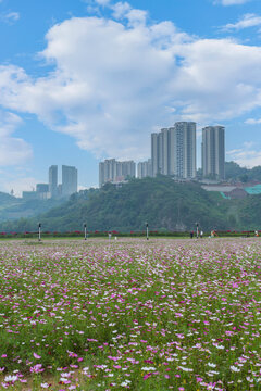 宜宾岷江花海城市建筑