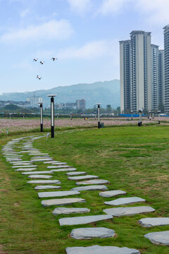 四川宜宾岷江花海与城市建筑