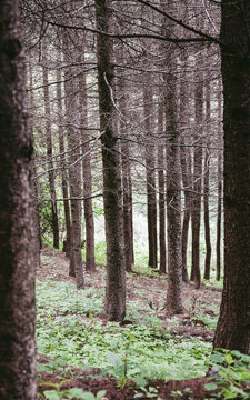 松树林中的小路