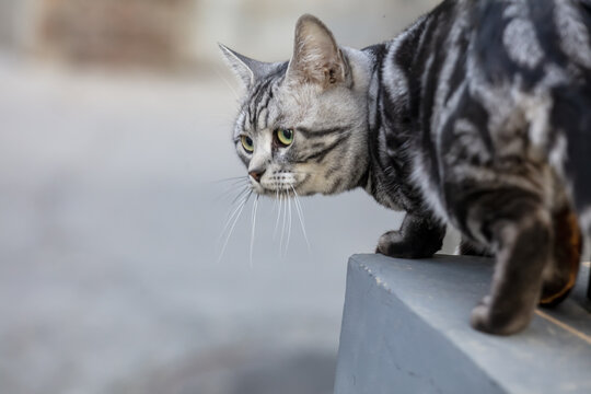 美国短毛猫