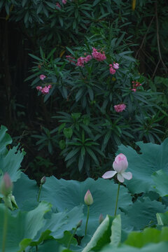 深圳洪湖公园的荷花