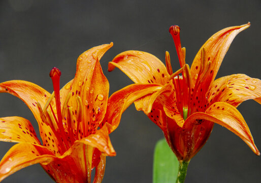 毛百合花