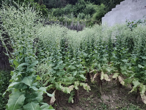 莴菜花与种子