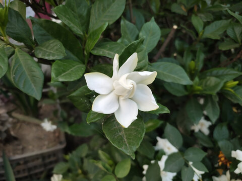 板子花特写